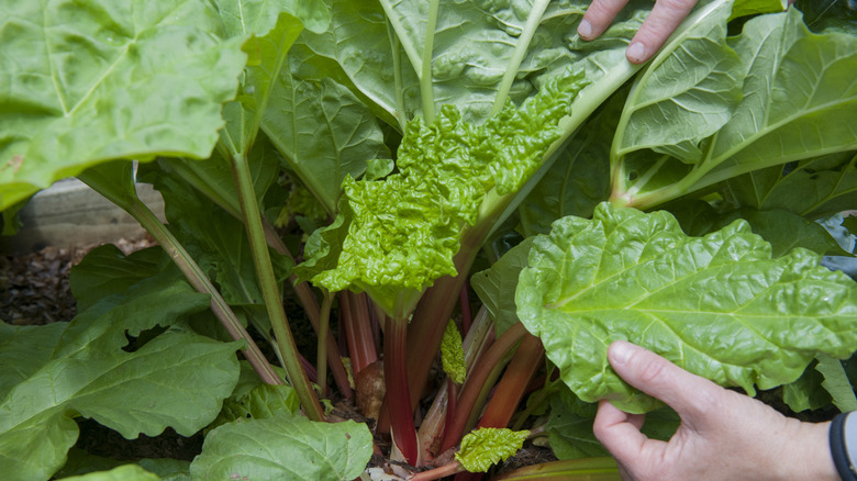 hands touch rhubarb leaves