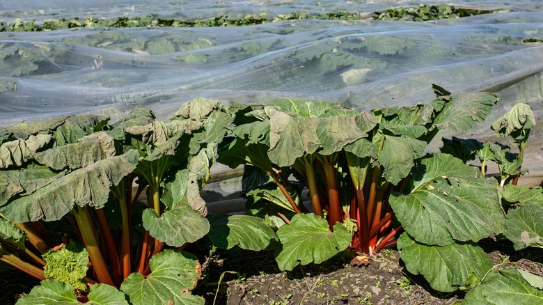 rhubarb crop under cover