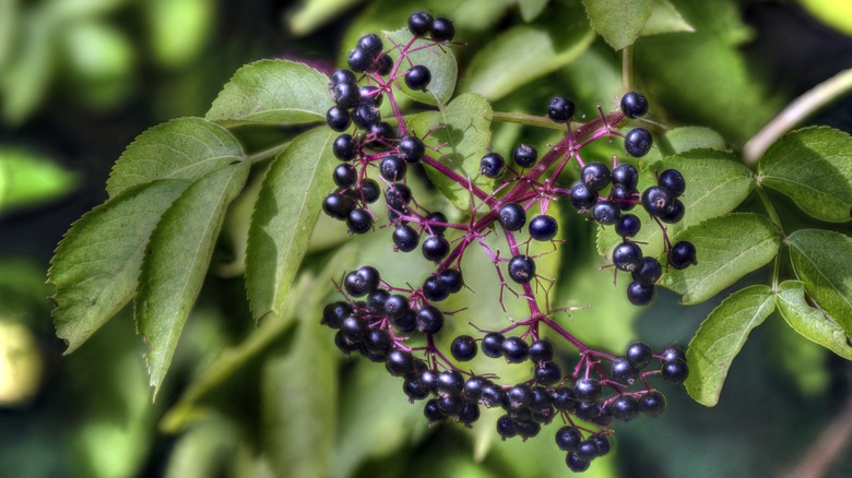 elderberries growing in the wild