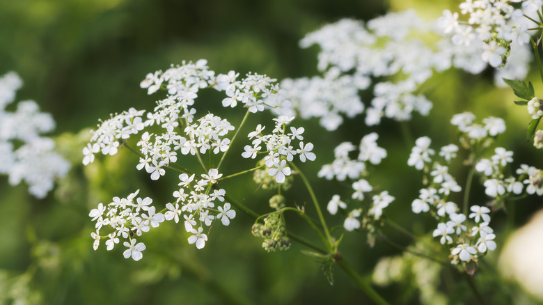 elderflowers blooming in the wild