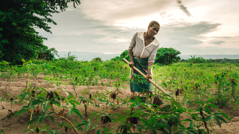cassava farmer in fields