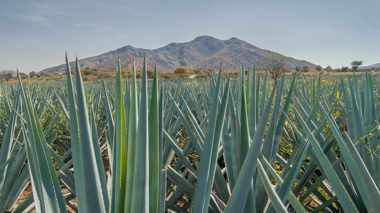 A large agave field near mountains