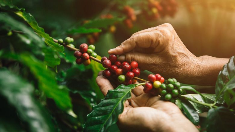 Arabica plant close-up