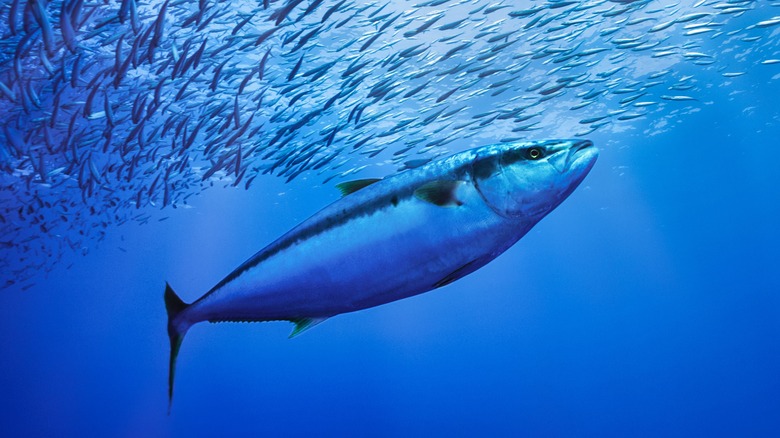 Tuna swimming in ocean