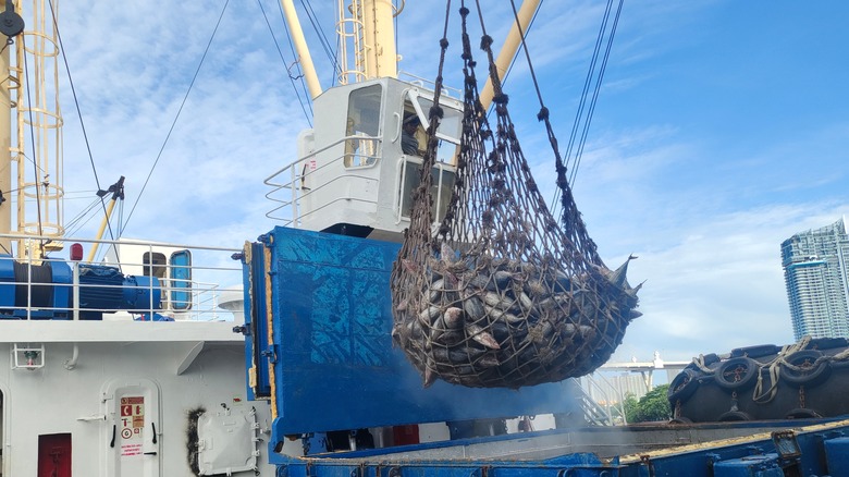 Ship's fishing net filled with tuna