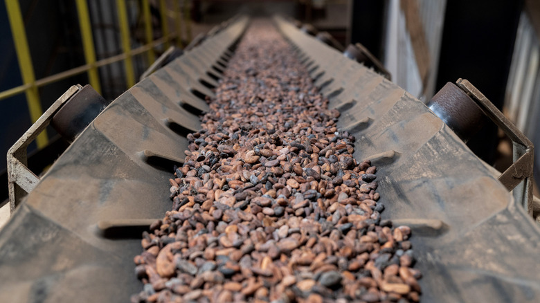 cacao beans on a conveyor belt