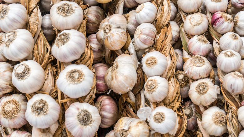 Braided softneck garlic