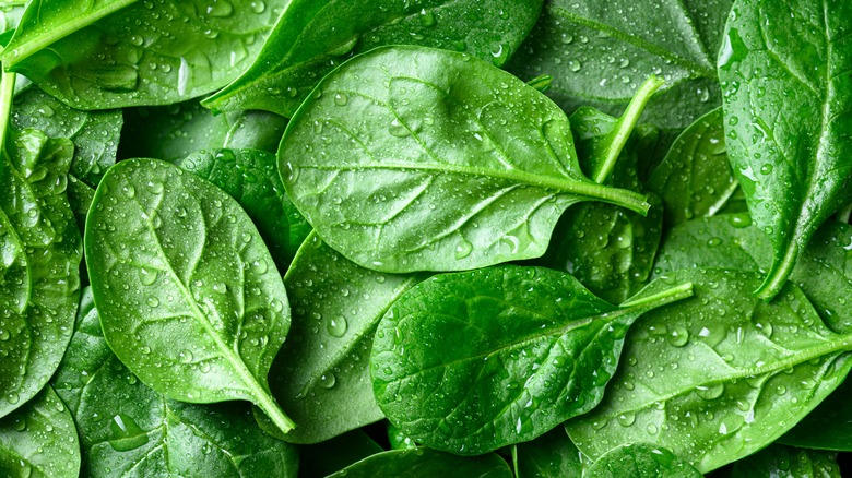 Pile of wet spinach leaves