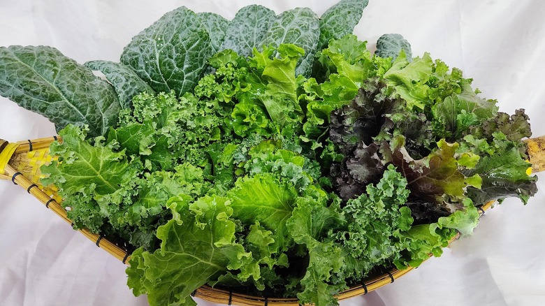 basket of kale varieties