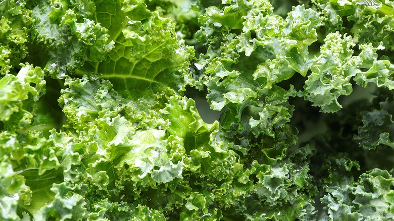 pile of green kale leaves