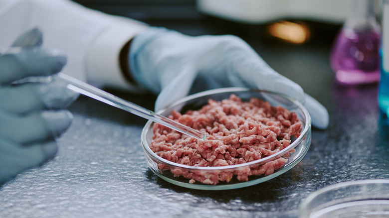 Researcher handles lab-grown meat sample.