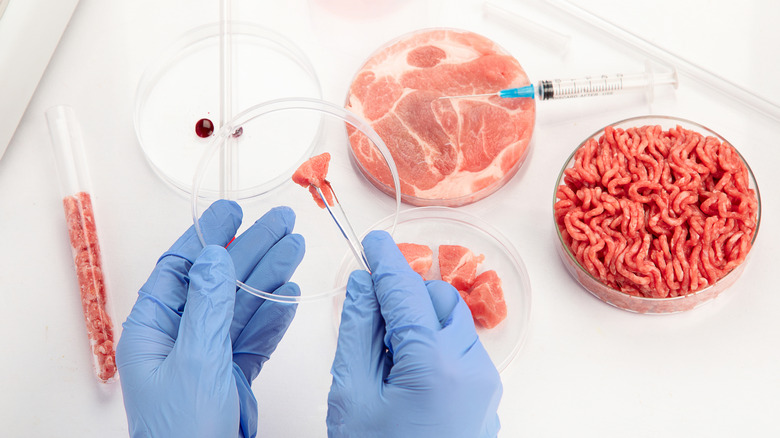 Petri dishes of cultivated meat are in a lab.
