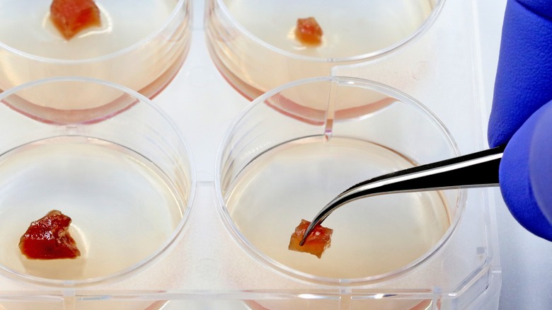 Scientist examines lab-grown meat samples.