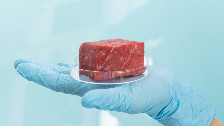 Gloved hand holds meat sample in petri dish.