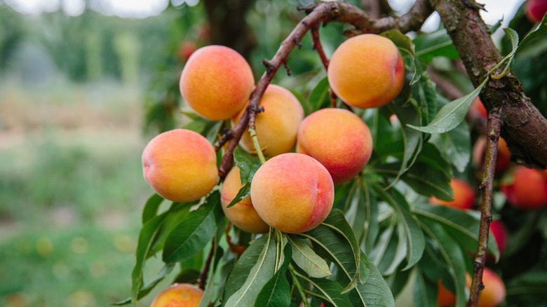 peaches on tree