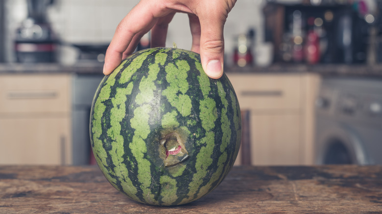 Watermelon with rind decay