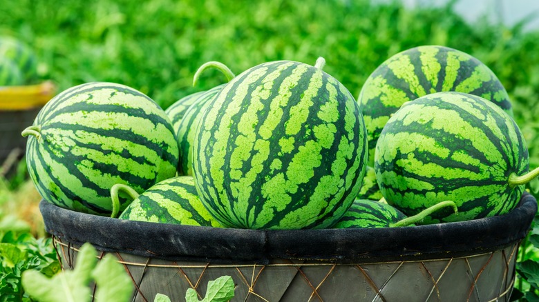 Watermelons in a basket