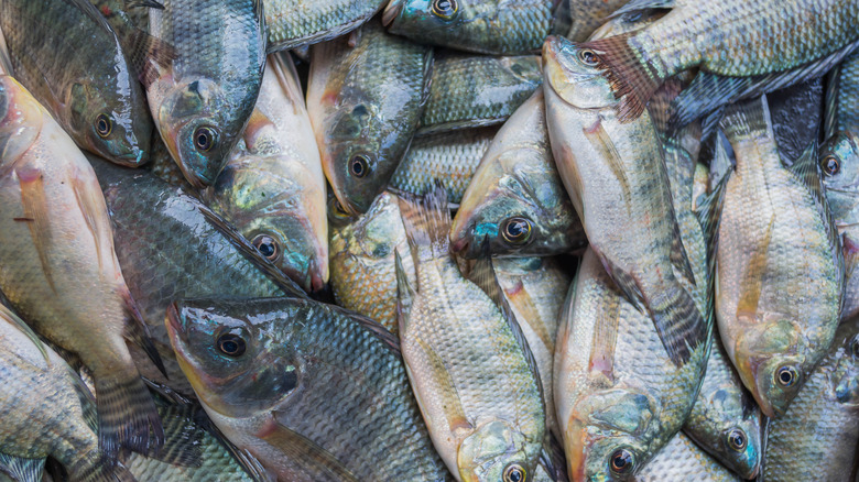 A pile of harvested tilapia