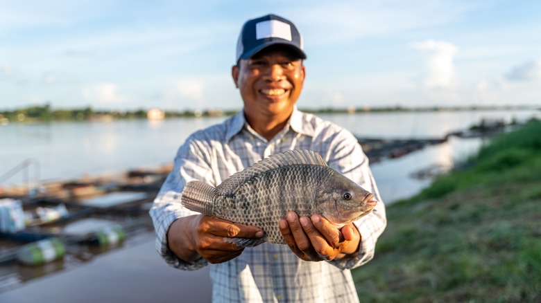 Farm fisherman holding tilapia