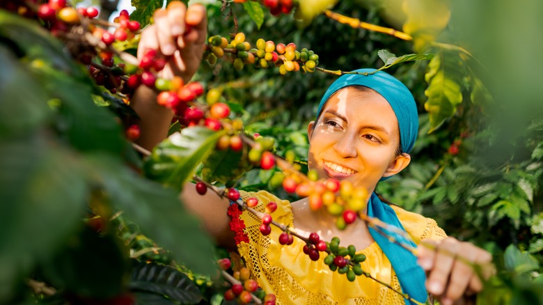 Farmer picking coffee cherries