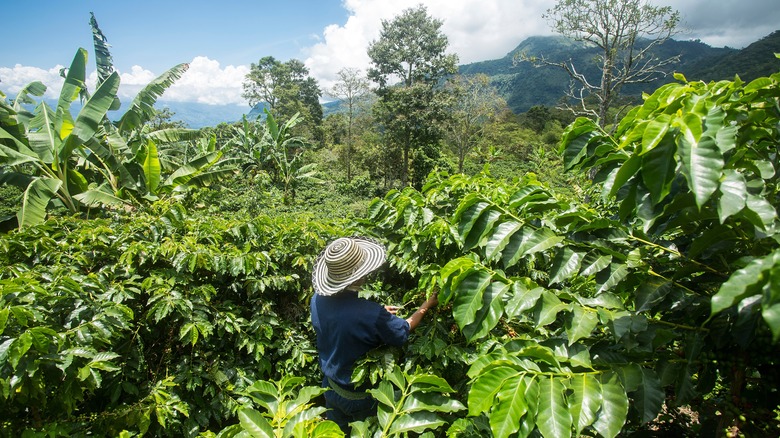 Colombian coffee plantation and farmer