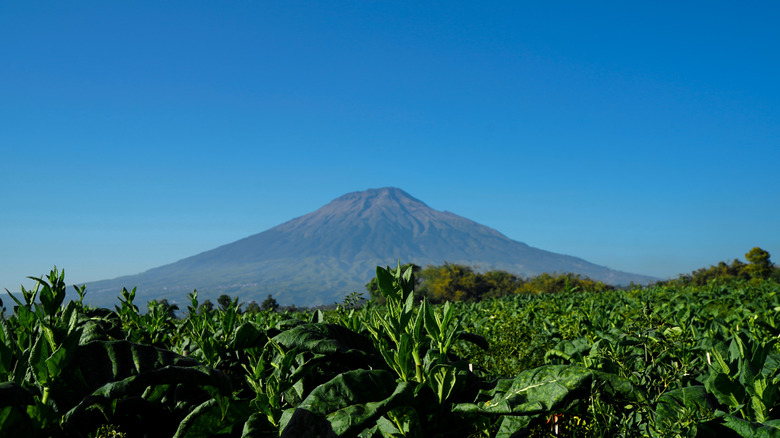 Java coffee plantation volcano background