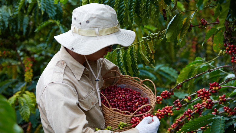 Vietnamese farmer picking coffee