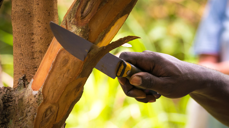 Hand with a knife cutting bark off cinnamon tree