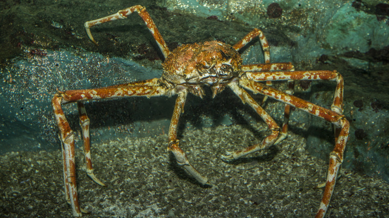 king crab underwater