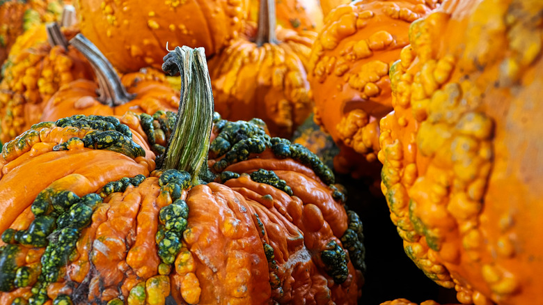 Batch of warty pumpkins