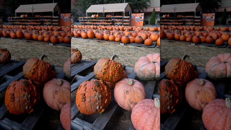 Display of warty Halloween pumpkins