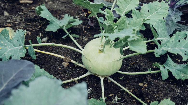 A green kohlrabi plant in a garden