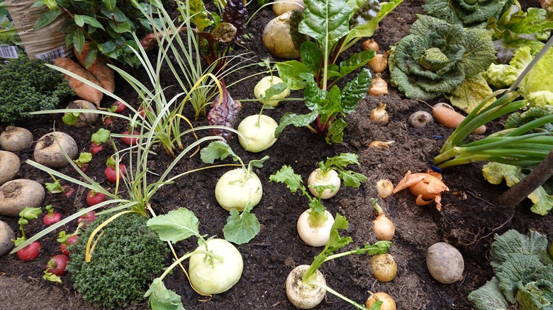 Root vegetables in a garden