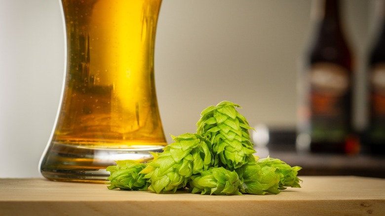 Beer and hops on a counter