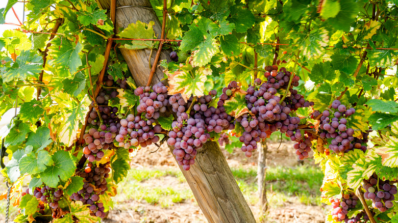 Gewürztraminer grapes on the vine