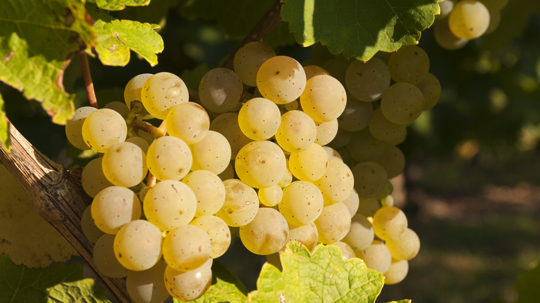 Riesling grapes on the vine