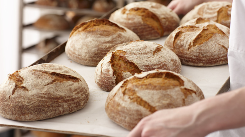 Person holding tray of baked, round bread loaves