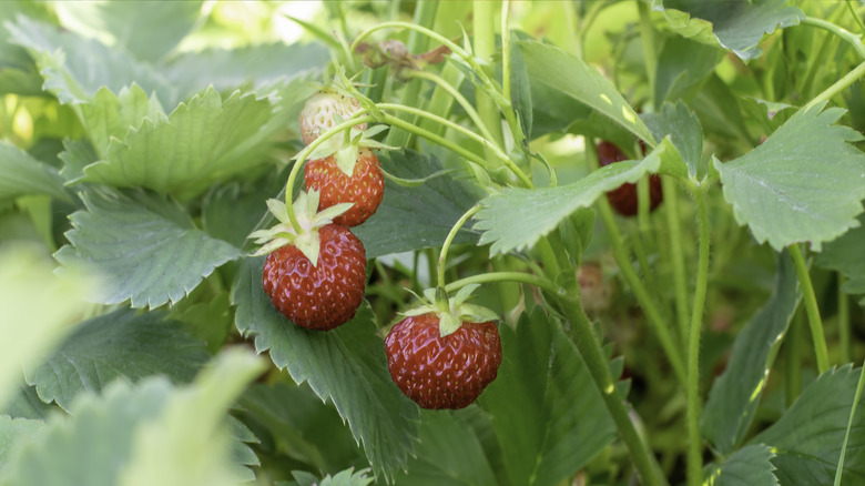 Strawberry bush