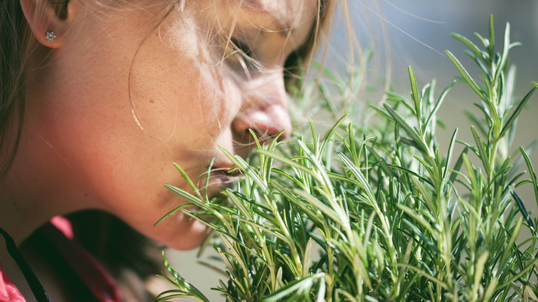 Woman smelling fresh rosemary