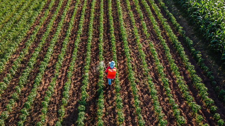 Farm worker out in the field