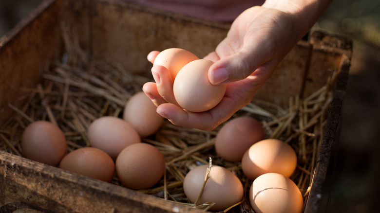 hand gathering egg