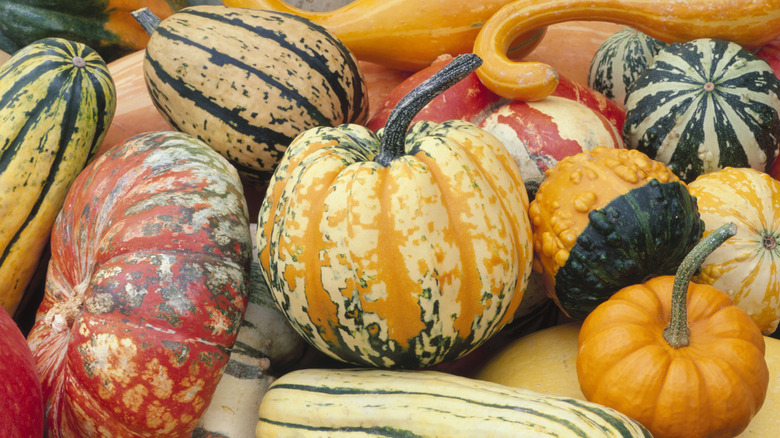 variety of squash