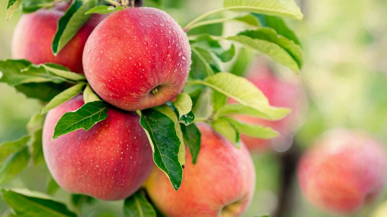 Red Fuji apples on tree