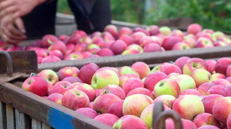 Person harvesting red-green apples