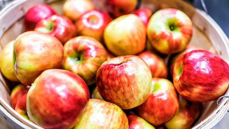 Honeycrisp apples in a bucket