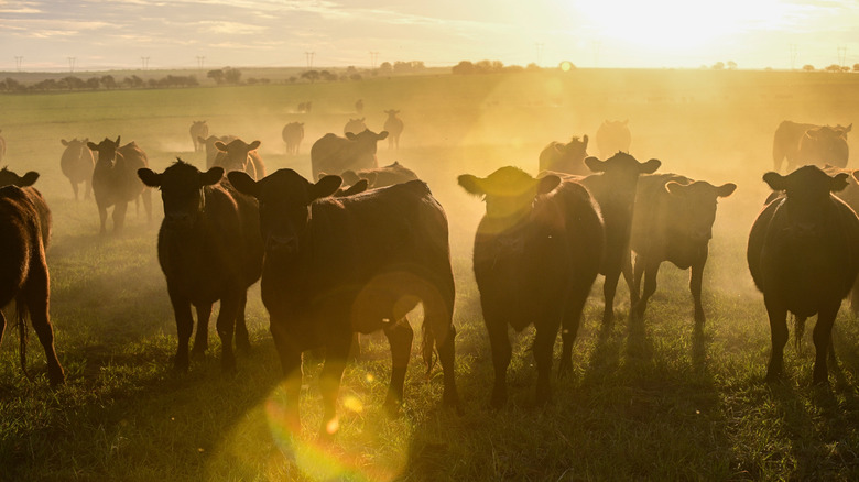 Cattle grazing in a field