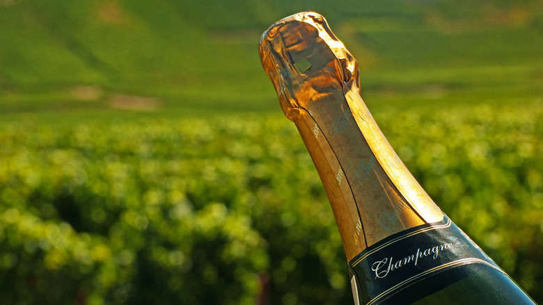 Champagne bottle in vineyard