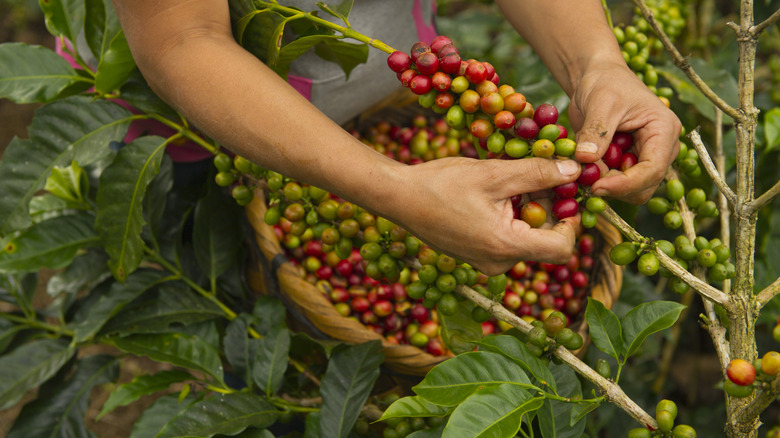 A coffee farmer picking beans by hand.