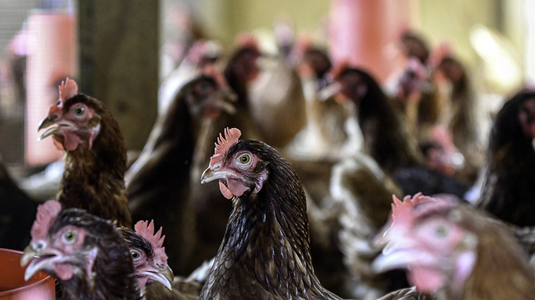 Cage-free chickens in coop close-up