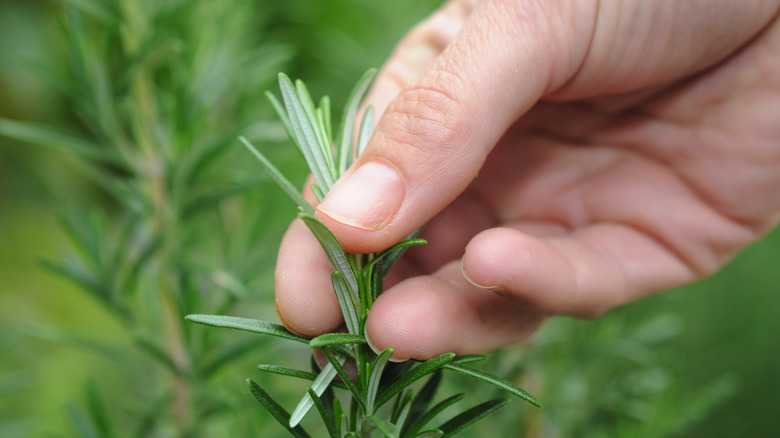 A gardener rubbing a sprig of thyme